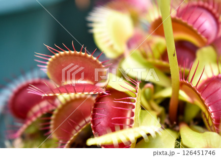 食虫植物 126451746