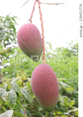 mango on tree in farm for harvest mango on tree in farm for harvest 126451770