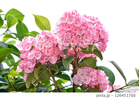 カルミア 126451788