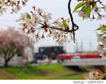 葉桜 126451813