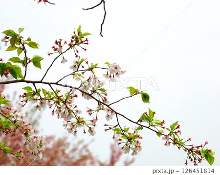 葉桜 126451814