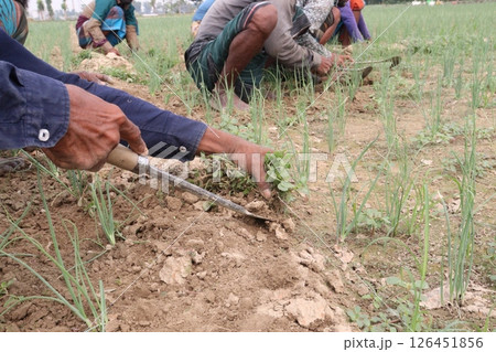 farmer working on onion farm farmer working on onion farm 126451856