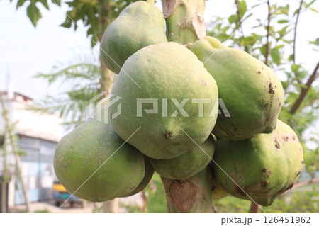 papaya on tree in farm for harvest 126451962