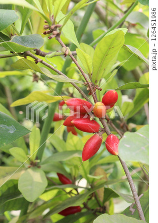 Miracle fruit on tree in farm 126451986