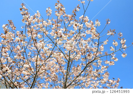満開の八重桜と青空 126451993