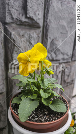 Viola tricolor or pansies in pots in the yard near the house. Plot design, 126452016