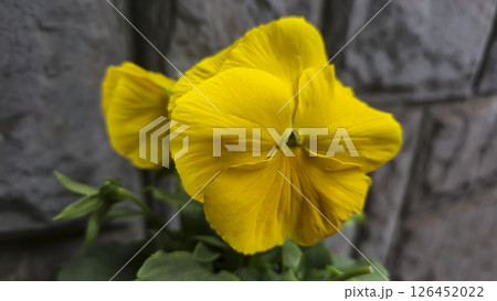 Viola tricolor or pansies in pots in the yard near the house. Plot design, 126452022