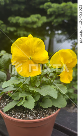 Viola tricolor or pansies in pots in the yard near the house. Plot design, 126452023