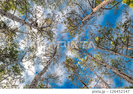 pine trees in coniferous forest against blue sky background, bottom view 126452147