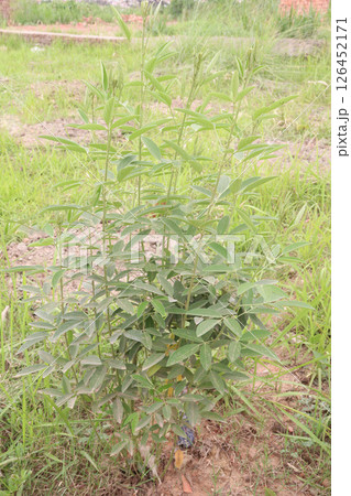 Pigeon peas plant on farm for harvest Pigeon peas plant on farm for harvest 126452171