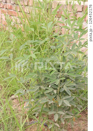 Pigeon peas plant on farm for harvest 126452176