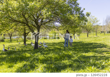 Mother and son walking in park with geese under tree shade Mother and son walking in park with geese under tree shade 126452228