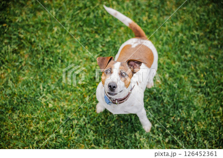 Attentive Jack Russell Terrier stands on grass looking up with alert eyes and raised tail in a bright outdoor setting Attentive Jack Russell Terrier stands on grass looking up with alert eyes and raised tail in a bright outdoor setting 126452361