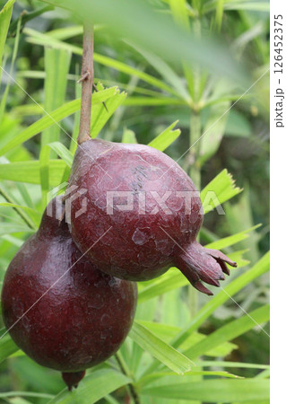 Pomegranate on plant in farm for harvest 126452375