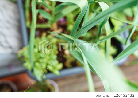 green garlic sprouts in garden box 126452432