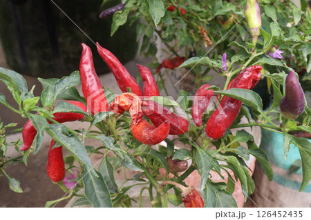 chili pepper on tree in farm chili pepper on tree in farm 126452435
