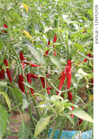 chili pepper on tree in farm 126452436