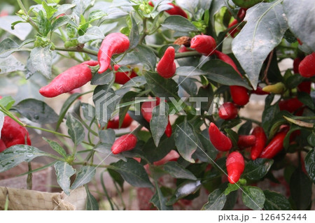 chili pepper on tree in farm chili pepper on tree in farm 126452444