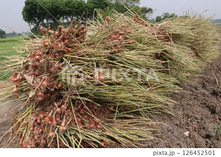 onion with long leaf on field 126452501