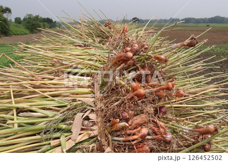 onion with long leaf on field 126452502
