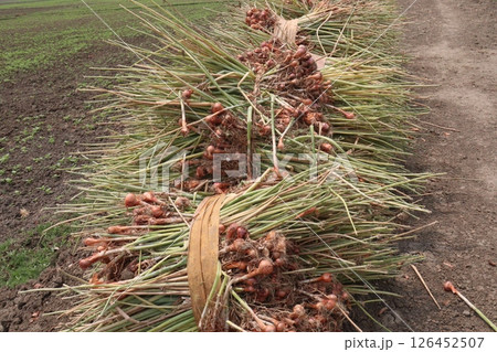 onion with long leaf on field onion with long leaf on field 126452507