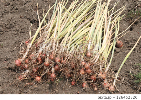 onion with long leaf on field 126452520