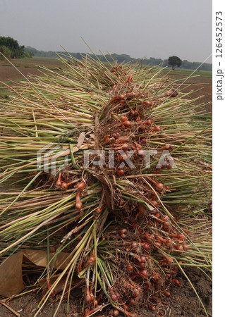 onion with long leaf on field 126452573