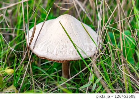 white mushroom growing among grass, close-up white mushroom growing among grass, close-up 126452609