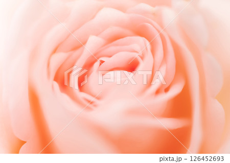 バラ・花びら 背景素材 バラ・花びら 背景素材 126452693