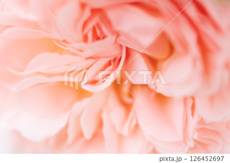 バラ・花びら 背景素材 126452697
