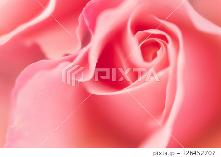バラ・花びら 背景素材 バラ・花びら 背景素材 126452707