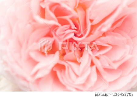 バラ・花びら 背景素材 126452708