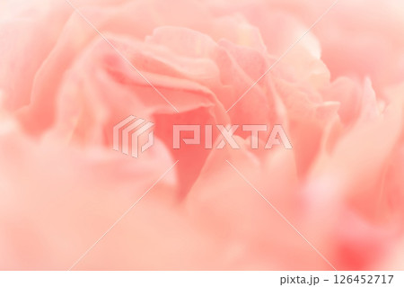 バラ・花びら 背景素材 バラ・花びら 背景素材 126452717