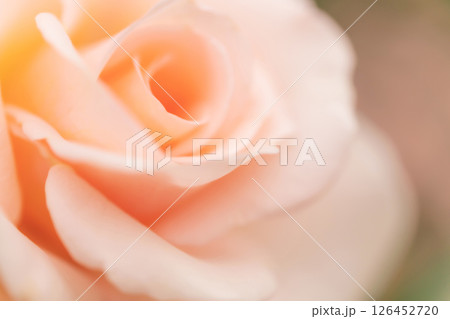 バラ・花びら 背景素材 バラ・花びら 背景素材 126452720