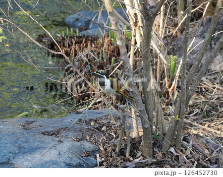 水辺に佇む鳥とワニ　ロックハンプトン　オーストラリア 126452730