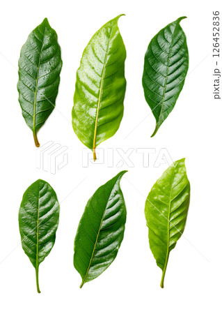 Guarana leaf 126452836