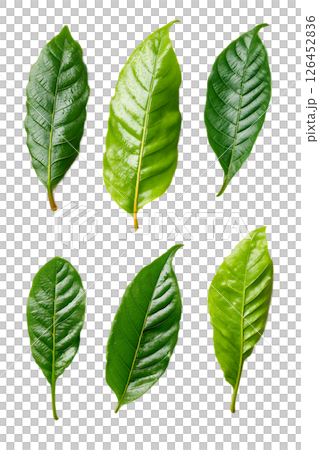 Guarana leaf 126452836