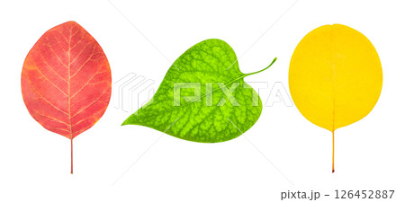 autumn red green and yellow leaves isolated on white autumn red green and yellow leaves isolated on white 126452887