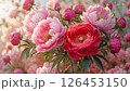 Blooming garden pink red peonies flowers floral vibrant picture 126453150