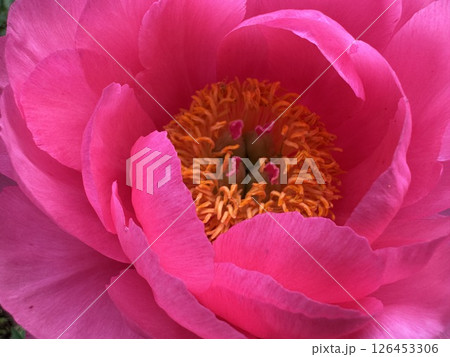 ピンク色のシャクヤクの花 126453306