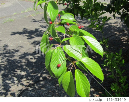 山桜の木に赤く熟し始めているサクランボ 山桜の木に赤く熟し始めているサクランボ 126453449