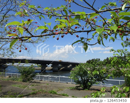 山桜の木に赤く熟し始めているサクランボ 山桜の木に赤く熟し始めているサクランボ 126453450