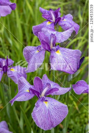 Beautiful blooming iris in sunny June 126453539