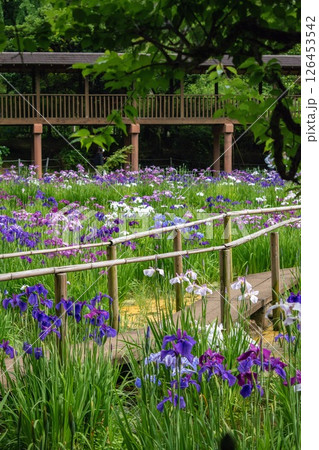Beautiful blooming iris in sunny June, bridge in a Japanese pond 126453542