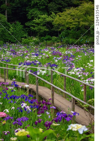 Beautiful blooming iris in sunny June, bridge in a Japanese pond Beautiful blooming iris in sunny June, bridge in a Japanese pond 126453546