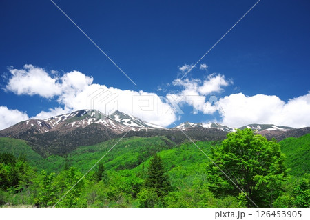 初夏の乗鞍高原　一ノ瀬園地の大カエデと乗鞍岳を臨む 126453905