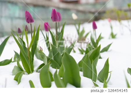 Blooming Spring Flowers Blanketed by Snow, Unforeseen Cold Snap Dims the Vibrance of New Growth Blooming Spring Flowers Blanketed by Snow, Unforeseen Cold Snap Dims the Vibrance of New Growth 126454145