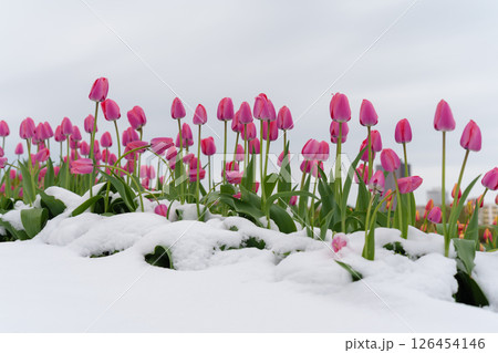 Spring Flowers in Full Bloom Covered by Unexpected Snow 126454146