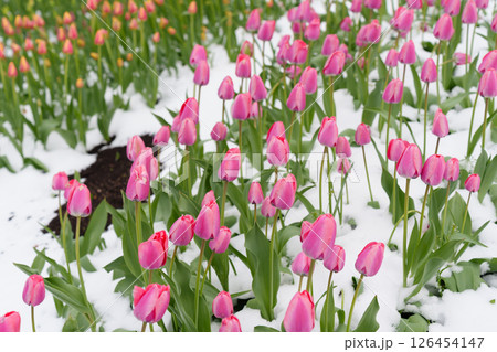 Field of Blooming Tulips Blanketed by Unexpected Spring Snow Field of Blooming Tulips Blanketed by Unexpected Spring Snow 126454147