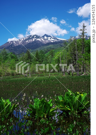 初夏の乗鞍高原 一ノ瀬園地のドジョウ池から乗鞍岳を臨む 初夏の乗鞍高原 一ノ瀬園地のドジョウ池から乗鞍岳を臨む 126454155